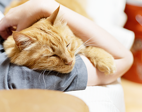 飼い主の腕の中の猫