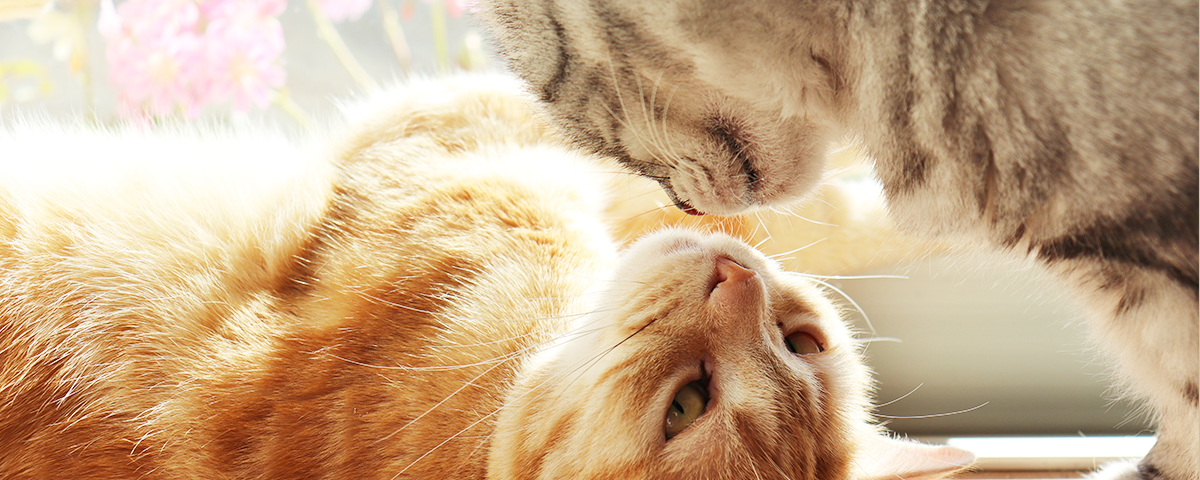 ペットとのお別れについて