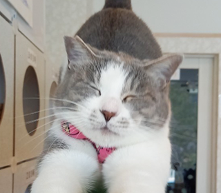 ギャラリー画像