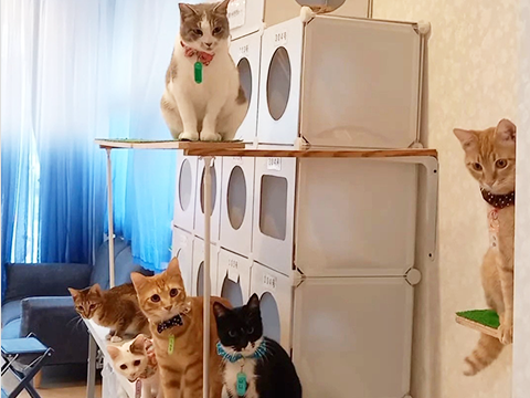 保護猫カフェの運営と譲渡事業